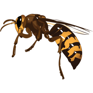 Wasp PNG-74600